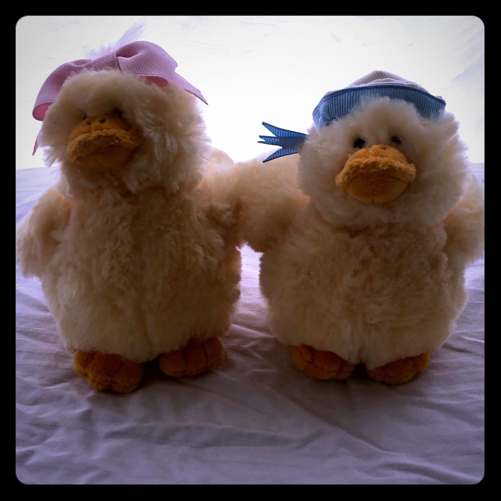 Cute duckling pair
